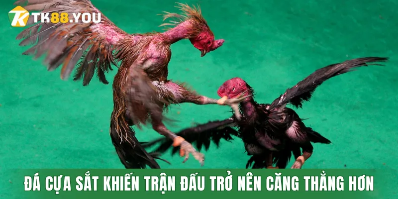 Đá cựa sắt khiến trận đấu trở nên căng thẳng và bất ngờ hơn