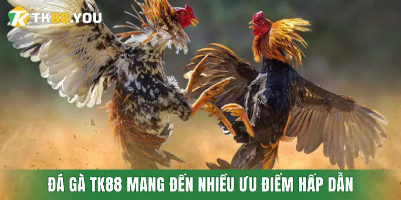 Đá gà TK88 mang đến nhiều điểm hấp dẫn dành cho hội viên