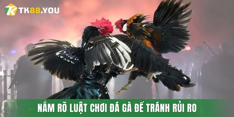 Nắm rõ luật chơi đá gà để tránh rủi ro