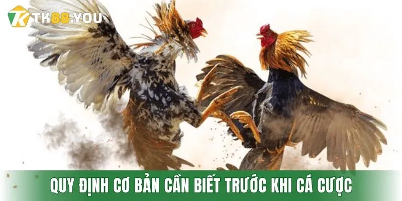 Quy định cơ bản cần biết trước khi cá cược