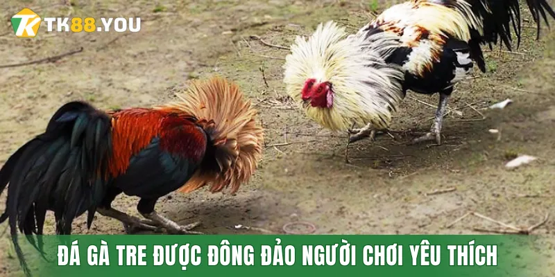 Với nhiều ưu điểm, đá gà tre được đông đảo người chơi yêu thích